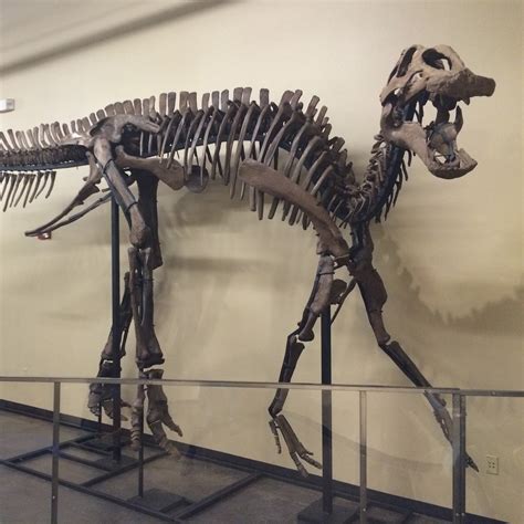 dinosaur bones in museums are replicas